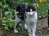 Katze Bonita - ehamliger Wildling 03