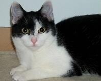 Katze Bonita - ehamliger Wildling 05
