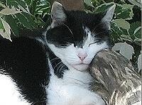 Katze Bonita - ehamliger Wildling 12