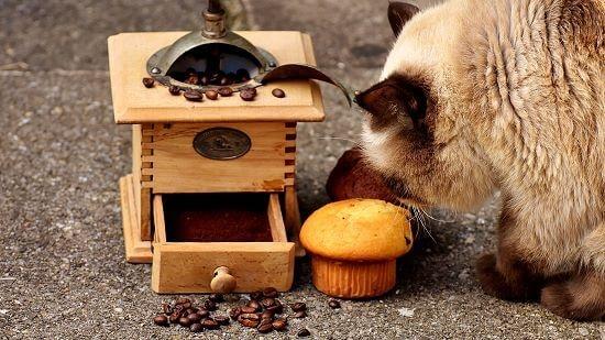 Vergiftungsgefahr für Katzen Vergiftungsgefahr für Katzen