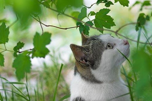 für Katzen giftige Pflanzen