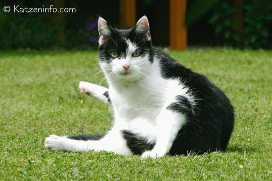 behandlung von giardien bei katzen)