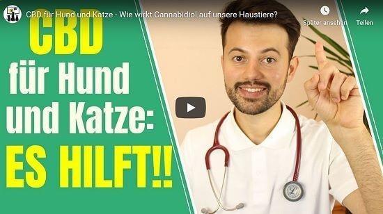 CBD Öl für Katzen