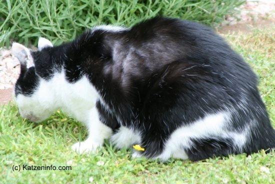 Haarausfall Bei Katzen Kahle Stellen