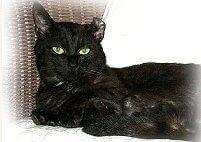 Wwwkatzeninfocom Ohrenerkrankungen