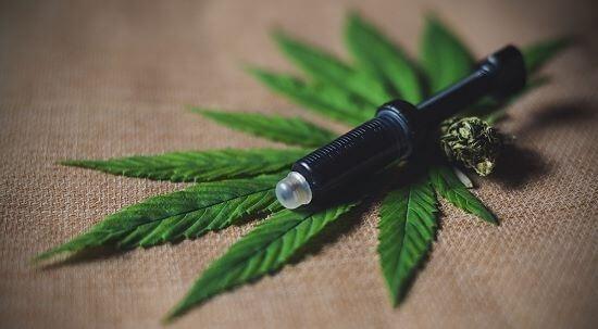 CBD Öl für Katzen