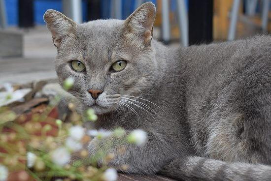 Katze Bild Milbemax Katze Wie Schnell Wirkt