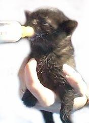 Katzenwaise in Handaufzucht Handaufzucht