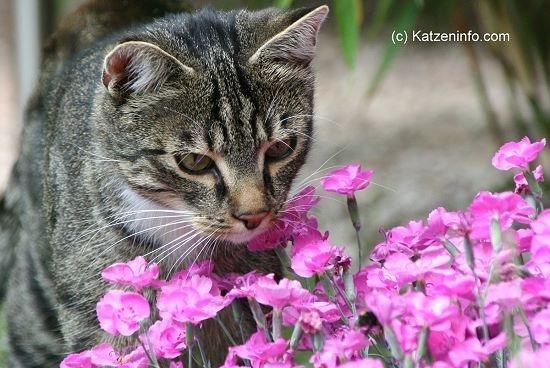 Hautpilz der Katze