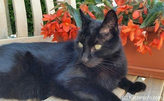 Das Müssen Halter über Die Kastration Bei Katzen Wissen