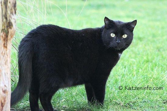 Katzen Und Silvester