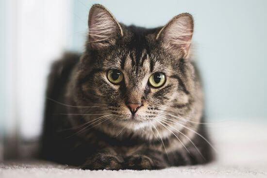 Was Wirkt Abführend Bei Katzen