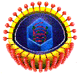 virus virus