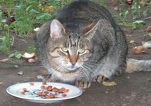 Mischa - Hilfe für Wildlinge Mischa - Hilfe für Wildlinge