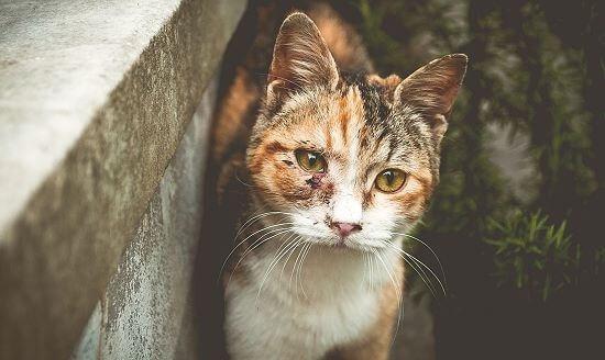 Wwwkatzeninfocom Elend Der Straßenkatzen