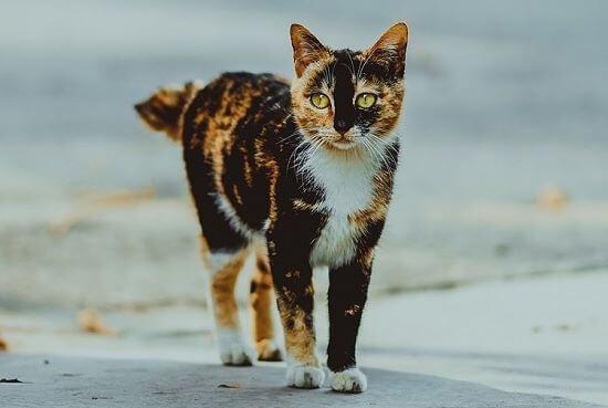 Glueckskatze By Luo Ping 591462 Unsplash
