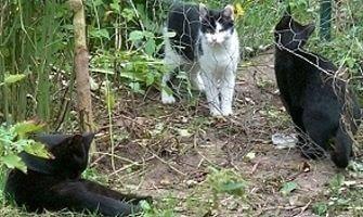 Treffpunkt Gartenzaun Streunerkatzen