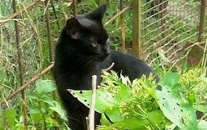 Wild lebende Katzen brauchen Hilfe Wild lebende Katzen brauchen Hilfe