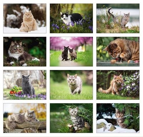 DuMonts Katzenkalender Übersicht