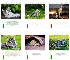 Literaturkalender Katzen Korsch