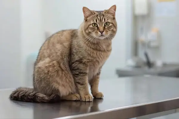 Katze beim Tierarzt