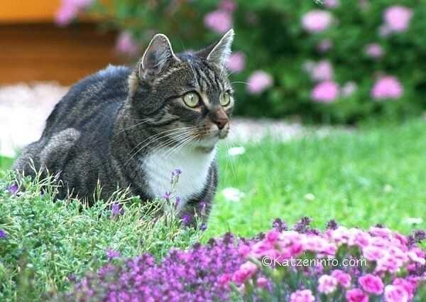 Www Katzeninfo Com Katzengarten