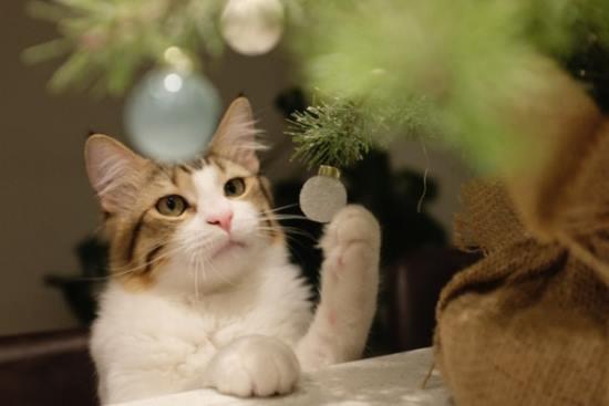 Der Weihnachtsbaum - ein Katzengedicht 