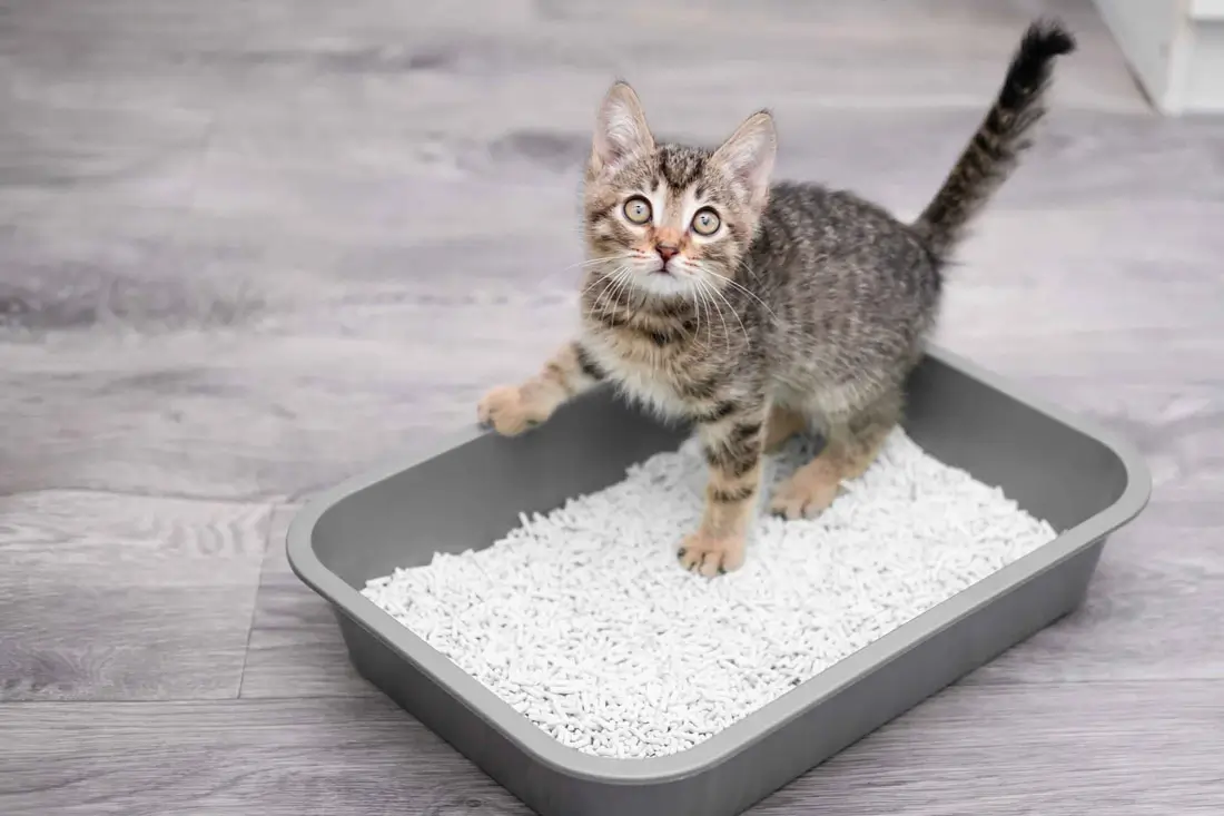 Katzenstreu