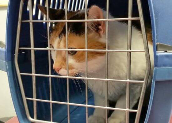 Auswahl des Katzentransportkorbs