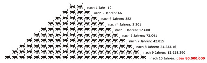 Statistik Katzenvermehrung Statistik Katzenvermehrung