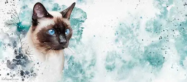 Banner Katzeninfo.com (copyright)
