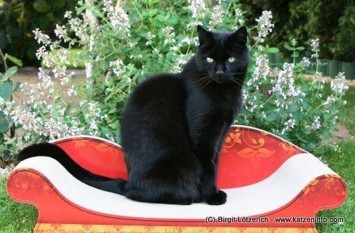 Leo auf dem "Le Canapé Plus" von cat-on Cat-on Katzenmöbel im Test