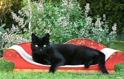 Katzen auf der Couch (Foto © Birgit Lötzerich) Katzen auf der Couch
