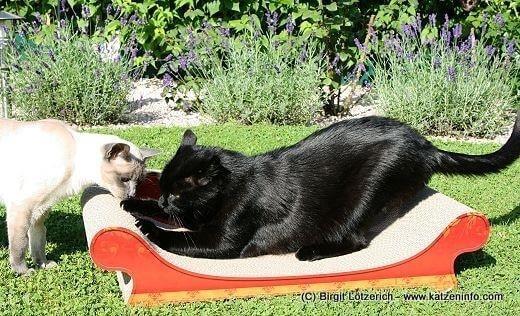 Leo auf dem "Le Canapé Plus" von cat-on Cat-on Katzenmöbel im Test