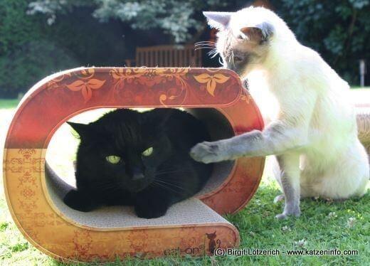 Leo und Nuri mit dem "La Vague" von cat-on Cat-on Katzenmöbel im Test