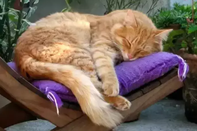 Katze auf einem Stuhl
