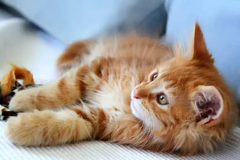 Katze barfen