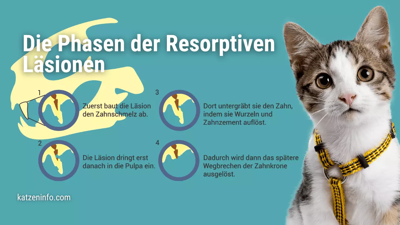 Die Phasen von Resorptiven Läsionen