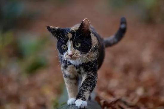 Was gilt es bei der Freilaufhaltung der Katze zu beachten?