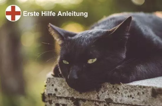 Erste Hilfe an der Katze