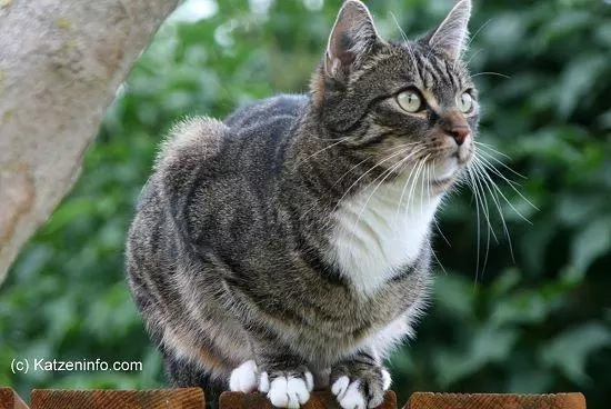 Imfung bei Katzen