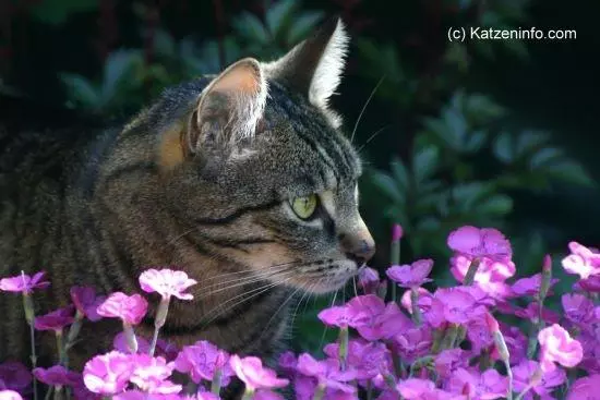 Anämie der Katze