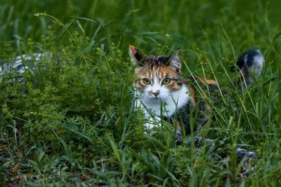 Sandkästen und Beete vor Katzenkot bewahren