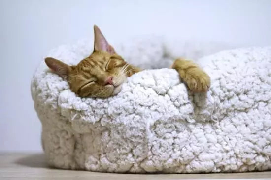 Der ideale Schlafplatz für die Katze