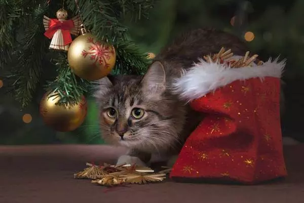 gedanken einer katze zum advent