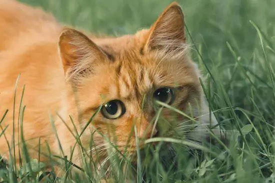 katzen und CBD Öl photo by zhang kaiyv 8BdLzzwM9 8 unsplash