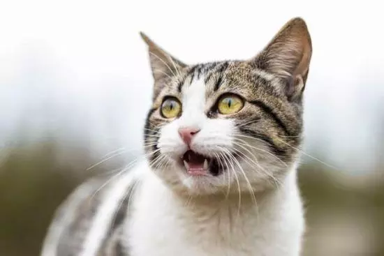 Katzen verstehen
