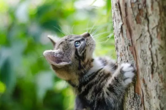 Klettern und Spielen sind Abenteuer für Katzen