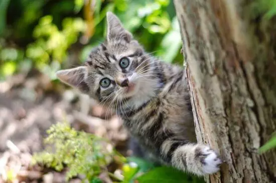 Spielen heißt für Katzen Abenteuer