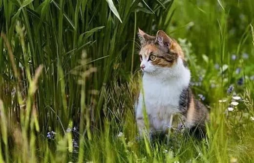 Revierverhalten der Katze 